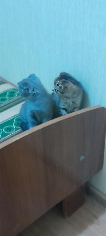 scottish fold satilir: Şotland, Dişi, Erkək, Yaxşı əllərə, Ödənişli çatdırılma, Ünvandan götürmə — 4