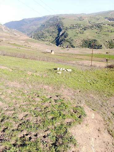 sefali mtk: 29 sot, Tikinti, Mülkiyyətçi, Kupça (Çıxarış) — 3