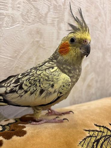 qefes korella: Nimfa (Cockatiel) tutuquşu – gözəl ləkəli (perlə) rəng forması, başda — 1