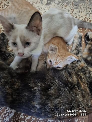Мышыктар: Котята от домашней кошки - Помёт из двух котят: один кремово-бежевый — 3