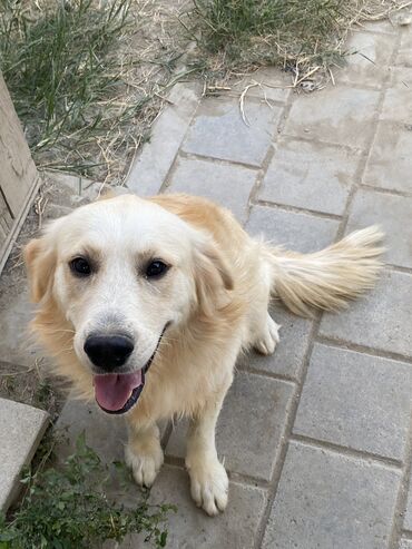 tap az itler pulsuz: Retriever, 2 il, Erkek, Peyvəndli, Ünvandan götürmə