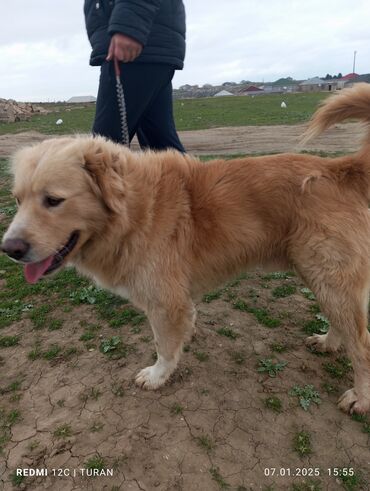 İtlər: Retriever, 1 il, Erkek, Peyvəndli, Ödənişli çatdırılma