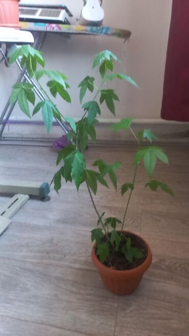 Китайская роза (Гибискус): Китайская роза (Гибискус) — 4