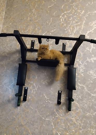 Pişiklər: Fars — 5