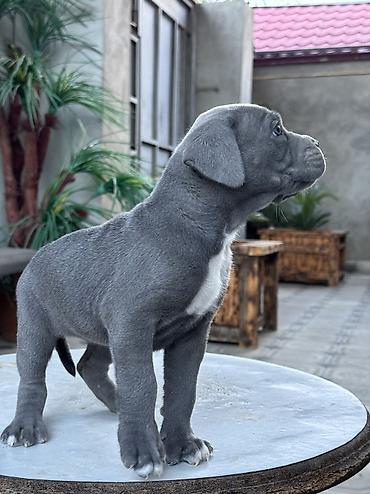 İtlər: Kane-Korso, 1 ay -da lalafo.az — 9 İtlər: Kane-Korso, 1 ay — 9