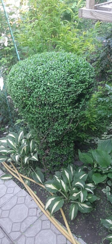 Садовые цветы и кустарники: Саженцы цветка: Пионы, Самовывоз at lalafo.kg — 10 Садовые цветы и кустарники: Саженцы цветка: Пионы, Самовывоз — 10