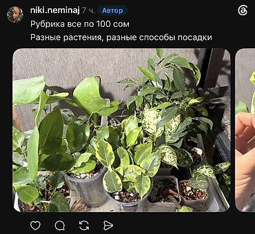 Фикусы: Внимание, освобождаю полки. Фикусы, сингониумы, Филодендроны детки — 26