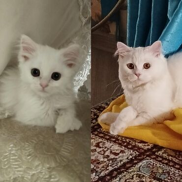 pişiklər üçün: Erkək, Yaxşı əllərə, Ünvandan götürmə, Ödənişli çatdırılma
