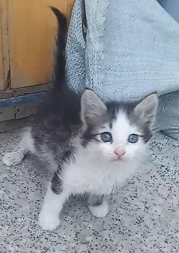 pişik satılır lalafo: Dişi, Yaxşı əllərə — 1