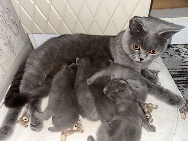 породистые котята: Шотландские котята (окрас голубой) «Милые котята недавно родились 🐾 — 7