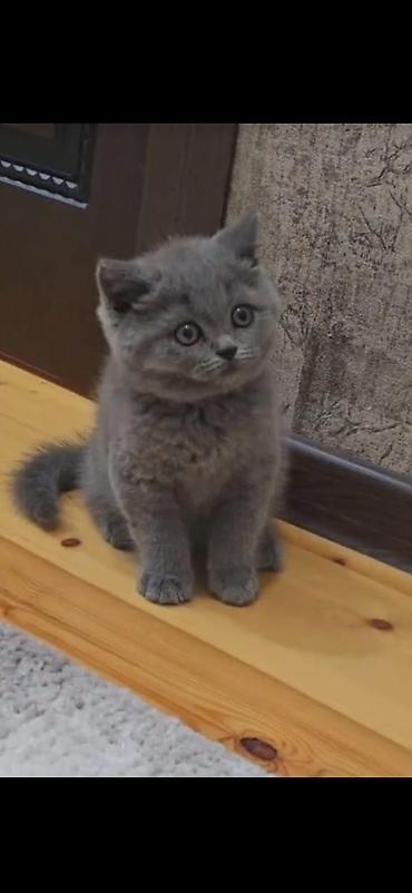 pisik satilir: Şinşilla, Erkək, Dişi — 8