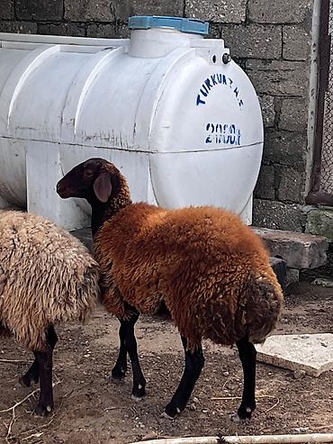 yulaf satisi: Quzu, Dişi, Qala, ay: 1, Damazlıq — 2
