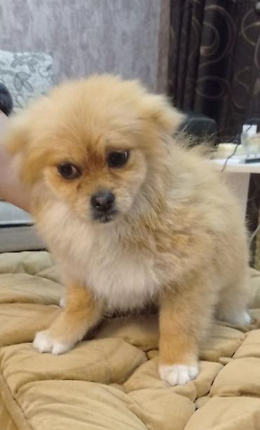 İtlər: Şpitz, 4 ay, Erkek — 5