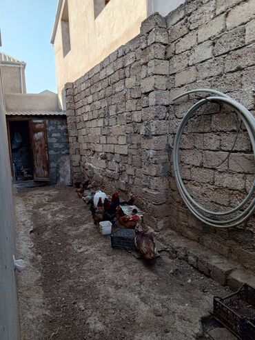 Həyət evləri və villaların satışı: Binə 6 otaqlı, 165 kv. m, Kredit yoxdur, Yeni təmirli — 19