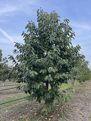 baki torpaq satisi: 300 sot, Kənd təsərrüfatı, Mülkiyyətçi, Kupça (Çıxarış) — 3