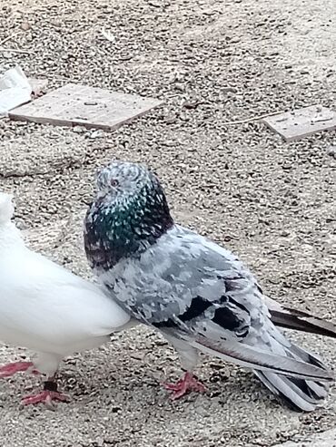 Akvarium aksessuar və ləvazimatları: Salam goy ebres satilir qizgin erkeydi maşdagadadi qiymet 15manat real