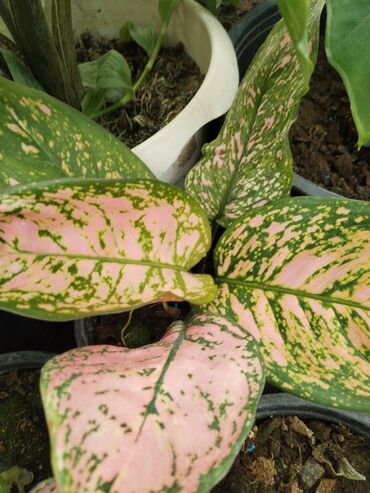 Otaq bitkiləri: Otaq bitkiləri – Fikus elastika kolleksiyası və digər dekorativ növlər — 15