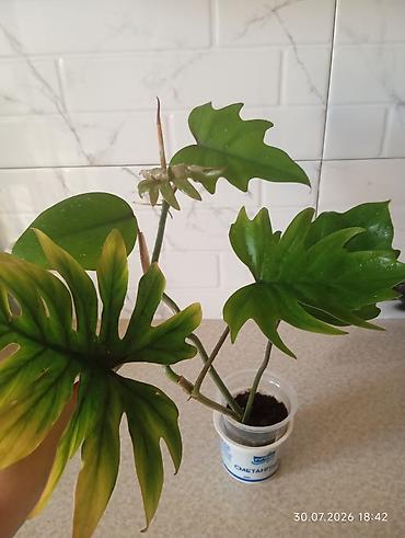 bitki guli: Yalnız real alıcılar şəxs yazsın!!! Filodendron bipinnatifidum — 1