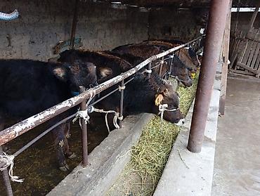 Коровы, быки: Продаю | Бык (самец) | Швицкая | На откорм — 1