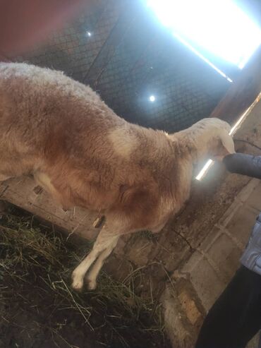 Бараны, овцы: Продаю | Баран (самец) | Арашан | Для разведения — 3