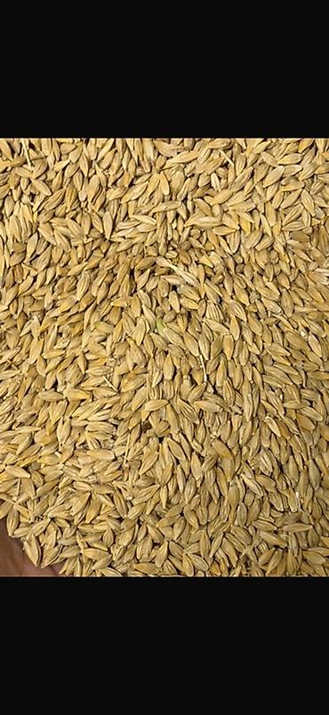 тент материал бишкек: 🌾 ПРОДАЁТСЯ ПОСЕВНОЙ ЯЧМЕНЬ СОРТА «ЕВГЕНИЯ» 🌾 Предлагаем посевной — 1