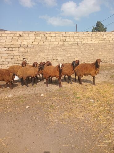 купить кролика в баку: Erkək, Qala, il: 1, 45 kq, Damazlıq, Ətlik