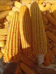 яйцо перепелиные: Жугору початкасы менен сатып алам
14 сомдон