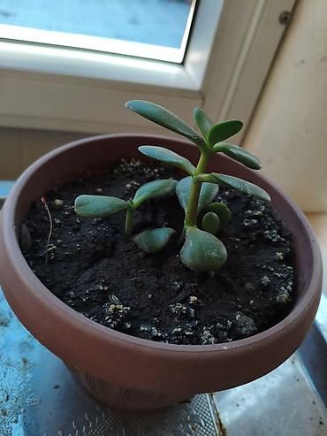 кой сойу: Суккулент «денежное дерево» (Crassula ovata) в горшке. - Компактный — 1