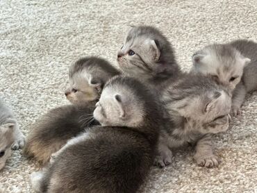 молочное оборудование: Котята с короткими, плотно прижатыми ушками (тип скоттиш-фолд/страйт