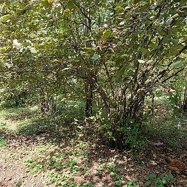 Torpaq sahələrinin satışı: 16 sot, Kənd təsərrüfatı, Makler, Kupça (Çıxarış) — 13