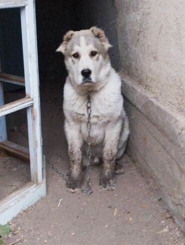 чао чао собака: Алабай, 5 месяцев, Самец