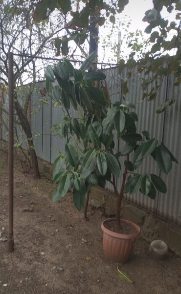 Уличные растения: Böyük saksıda rezin ağacı (Ficus elastica) - Bitki növü: Ficus