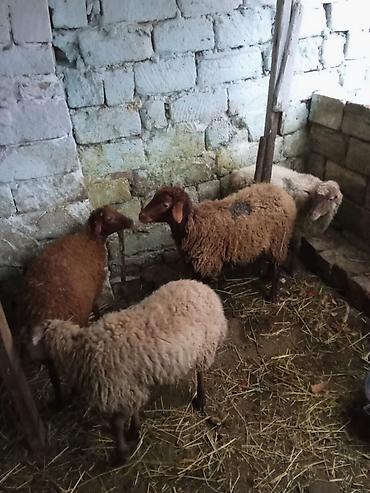 coban itleri haqqinda melumat: 4 dene quzu istəyən olsa yazsın videosunu atım baxın real alıcıya — 1