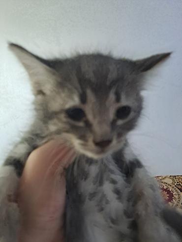 сухой корм для кошек: Кошки и котята – домашние любимцы - На фото несколько кошек разного — 8
