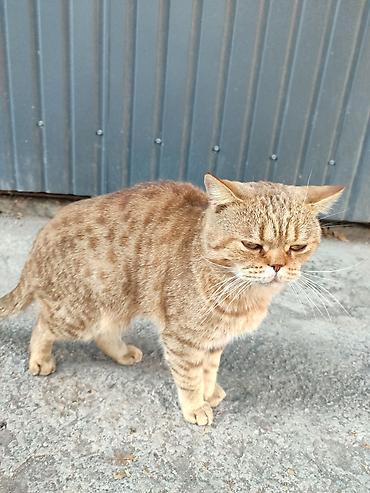 британский кошка: SOS⛔⛔⛔⛔Просьба помочь кошке,Кот британского типа — 4