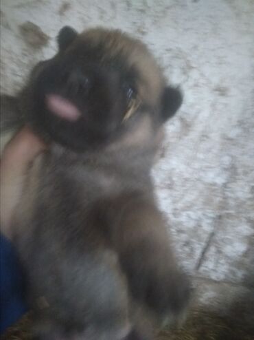 Продажа собак: Бельгийская овчарка, 1 месяц, Самец, С прививкой — 7