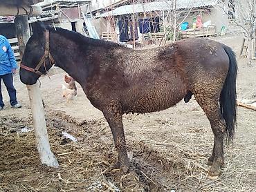 Лошади, кони: Продаю | Конь (самец) | Кара Жорго | На забой, Для разведения, Рабочий | Осеменитель — 3