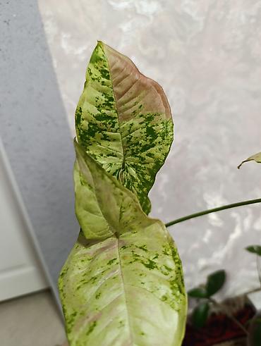 Сингониумы: Распродажа сортовых и редких комнатных растений, цены и названия — 6