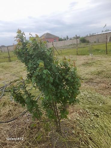 Tinglər: Meyvə ağacları – yerüstü köklü kollar - Növ: daş meyvə ailəsi — 6