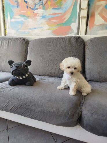 Psi: Bišon pudla štenci Štenci bi-pu, kombinacija bišon-pudla, stari 2 — 9