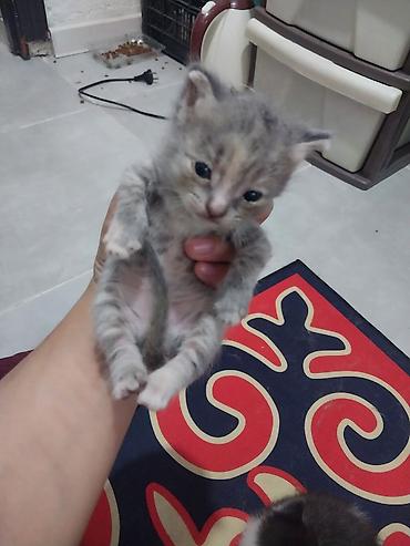 яркие: Очаровательные котята домашнего помёта - Возраст: 1 мс - Окрас: - — 3