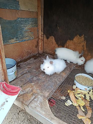 Dovşanlar: Salam.kaliforniya anqorka dovsanlari satilir.qiymet dovwana gore — 7