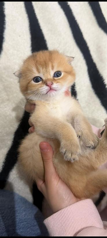 Pişiklər: Şotland, Erkək, Dişi, Yaxşı əllərə, Ünvandan götürmə, Pulsuz çatdırılma, Ödənişli çatdırılma — 13