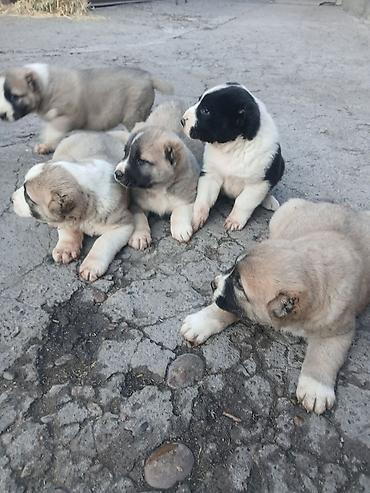 Продажа собак: Щенки Алабай Две большие по 8000 остальные по 6000?рас: палевый с — 5