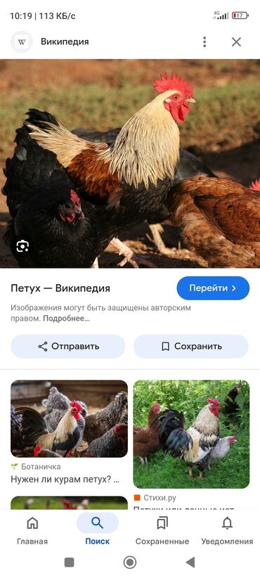 Куры, петухи: Продаю | Петух | На забой, Для разведения