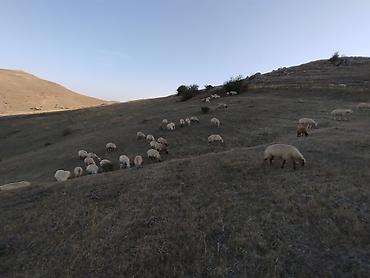 essək sudu satilir: Qoyun sürüsü damazlıq üçün satılır — 2