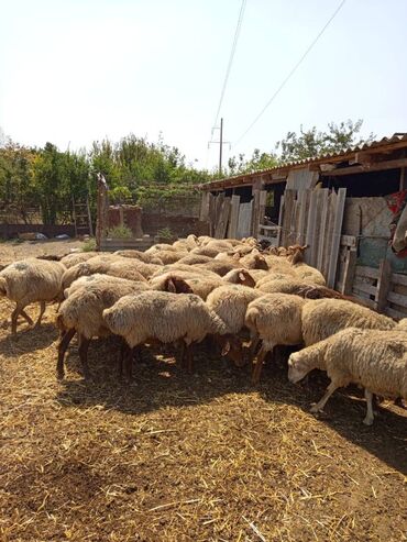 Dişi, il: 2, Ətlik, Ünvandan götürmə