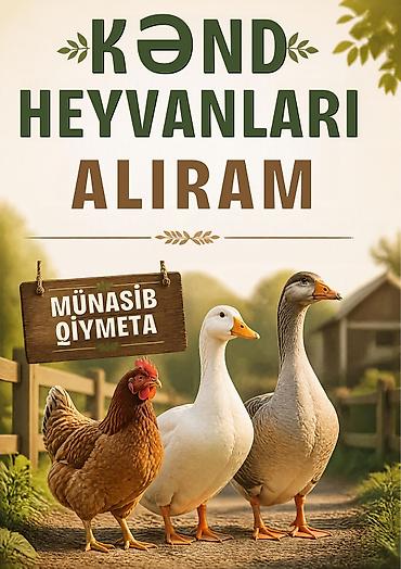 it evlerinin satisi: Xidmət: Kənd heyvanları alışı Mətn: Kənd heyvanlarını alıram. Toyuq — 1
