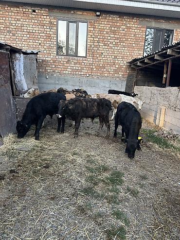 бык самец ангус: Продаю | Бык (самец) | На откорм — 4