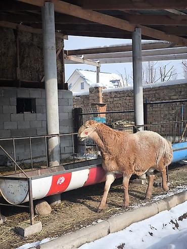 Баран, овца: Продаю | Ягненок, Баран (самец) | Арашан | Для разведения | Племенные at lalafo.kg — 11 Баран, овца: Продаю | Ягненок, Баран (самец) | Арашан | Для разведения | Племенные — 11